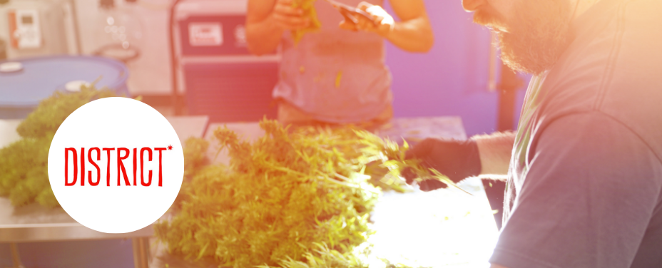 District Cannabis in Hagerstown delivers bold cannabis selections in Western Maryland’s heart.