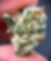 Gummiez Strain — Effects, THC %, Lineage & Reviews | Toker's Guide