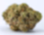 Biscotti - DC Dash