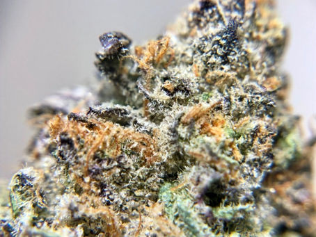 Garanamal - Exotic Blooms