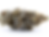 bloomingdale-organic-dc-weed-review-atomic-jelly-strain-bud-4