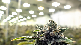 Hawaii Senators Approve Bill To Create Psychedelics Task Force To Study Pathways For Access To Psilocybin, MDMA And More