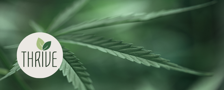 Thrive Annapolis provides a vibrant coastal dispensary with top-quality cannabis products.