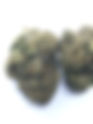 Gelato #45 - Bagged Buds
