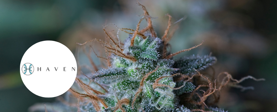 Haven in Brandywine provides a physician-guided cannabis sanctuary in Prince George’s County.