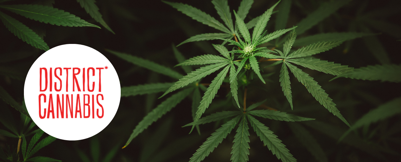 Northeast DC dispensary with a modern, urban cannabis flair.