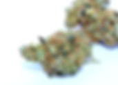 Stardawg Guava - gLeaf, Short Pump (VA Medical)