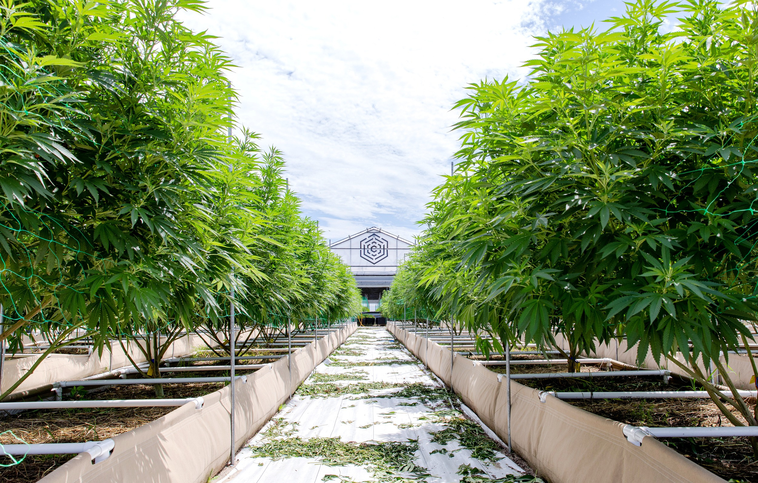 Inside the Grow: A Tour of CULTA's Craft Cannabis Facility