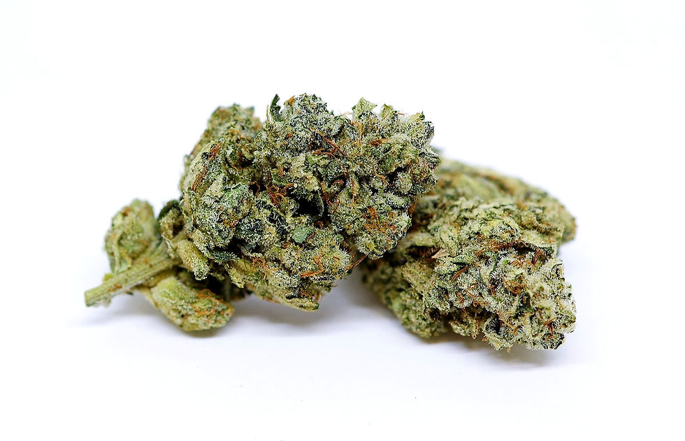 masc-dc-weed-review-terp-lords-georgetown-pressure-front-view-2
