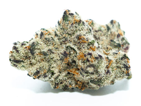 Pink Lobster - The Flowery, Tampa (Florida Medical)