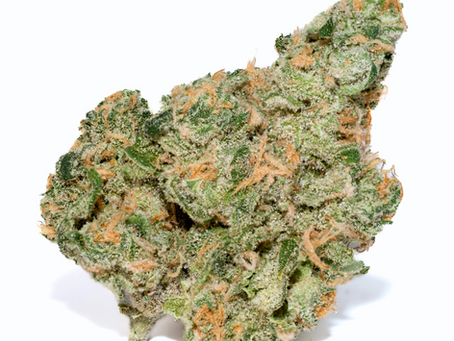 Santa Cruz Blue Dream - The Flowery, Clearwater (Florida Medical)