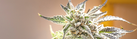 Washington DC Medical Marijuana How To Guide background image 4