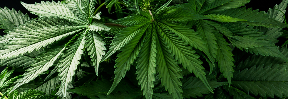 Idaho officials approved advocates to begin collecting signatures for a 2026 medical cannabis legalization ballot initiative, which would establish licenses for cultivation and retail, and reclassify cannabis as a Schedule II substance. The campaign has until April 30 to collect at least 70,000 valid voter signatures. Only patients with debilitating conditions would be eligible. Meanwhile, Idaho lawmakers are pushing a separate ballot initiative to rescind voters' right to enact drug reform laws via the ballot initiative process.