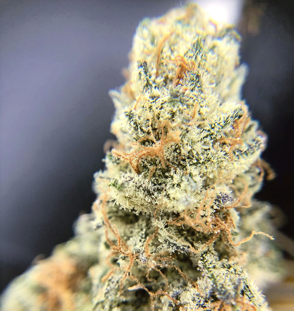fog-jam-dc-medical-marijuana-review-alt-sol-up-close-side