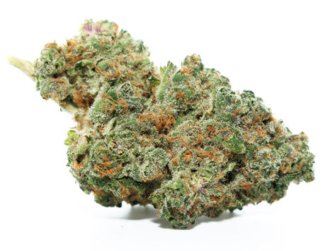 The Vault Super Boof - GrowHealthy, Tampa (Florida Medical) 