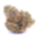 Lemon Bean - The Treehouse DC