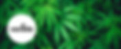 Verilife - Westminster | Toker's Guide