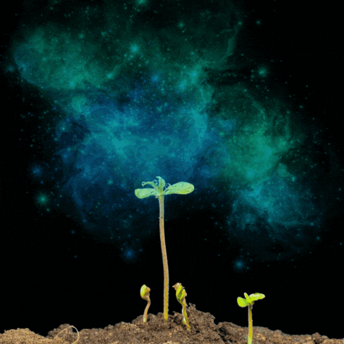 Writer: Spacey Sprouts
