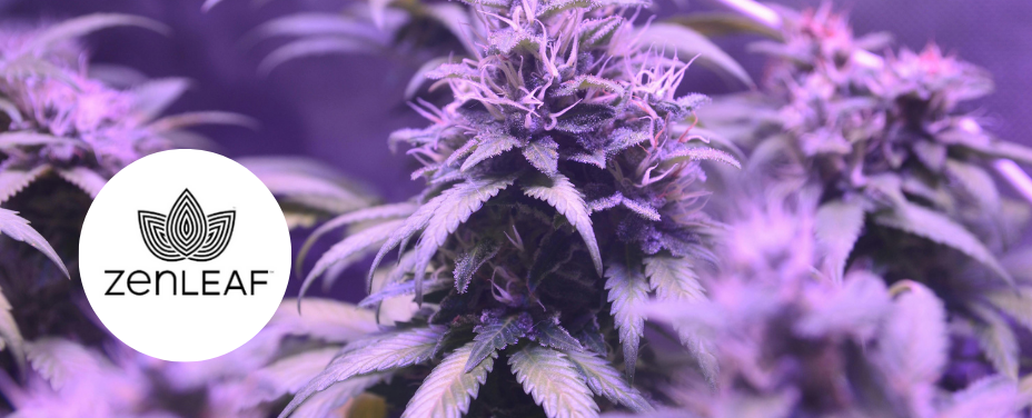 Zen Leaf Towson provides a calming cannabis retreat with premium strains in Baltimore County.