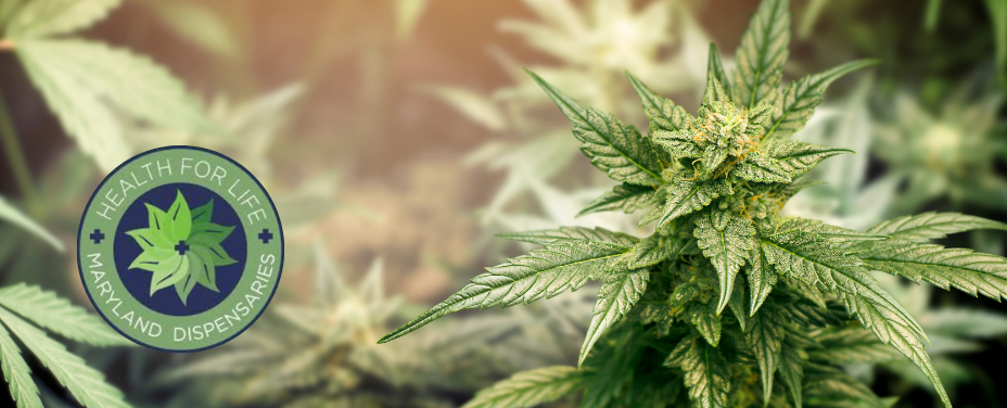 Health for Life White Marsh delivers a wellness-focused cannabis hub in suburban Baltimore.
