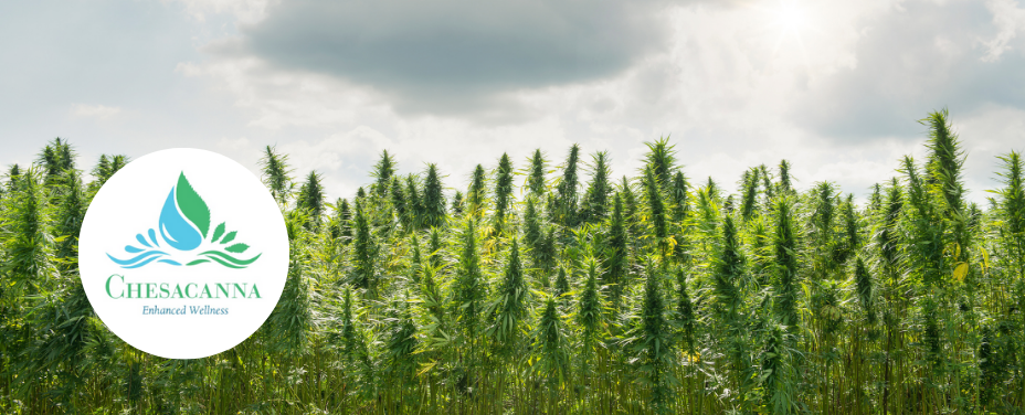 Chesacanna in Cockeysville delivers a rustic dispensary with handcrafted cannabis products.