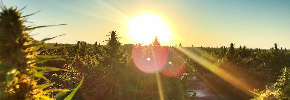Activists in Alaska are working to legalize psychedelics, including psilocybin, mescaline, and DMT, and create a state-regulated system for facilitated use. The group Natural Medicine Alaska is gathering signatures for a 2026 ballot measure. The proposal would legalize non-commercial use and create a state-regulated program.