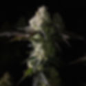 RHYTHM-afternoon-delight-plant-flowering-indoor-maryland