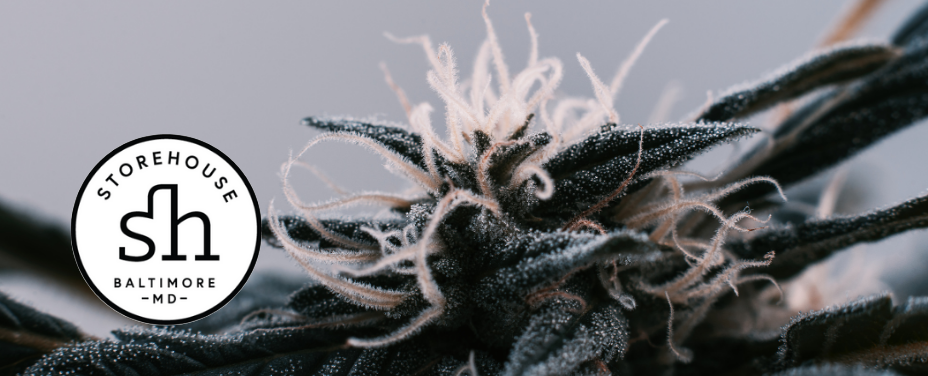 Storehouse Baltimore provides a cozy urban hub with artisanal cannabis in the city.