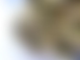 Cherry Lime Gelato - Georgetown Flavors