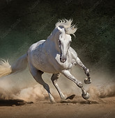 Galloping Grey Horse