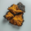 Chaga mushroom tincture