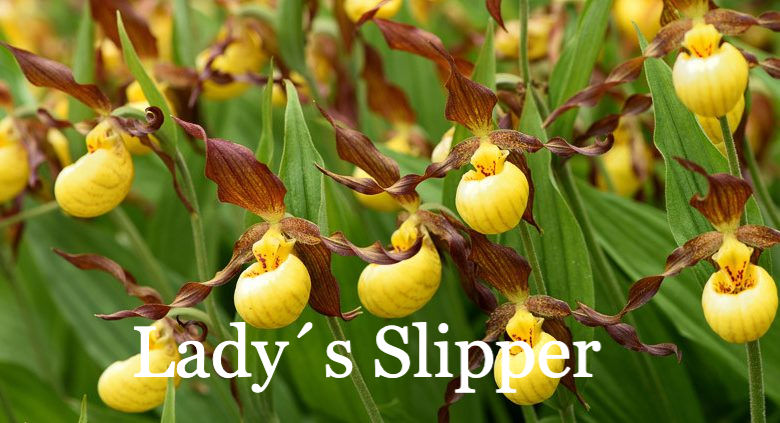 Miniatura: Happiness Tincture