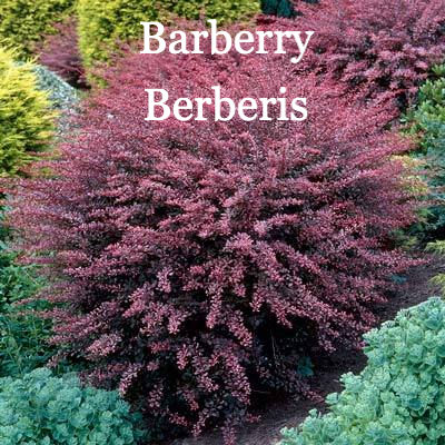 Miniatura: Allergies Tincture