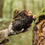Thumbnail: Chaga mushroom tincture