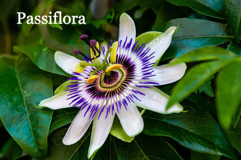 Miniatura: Insomnia Tincture