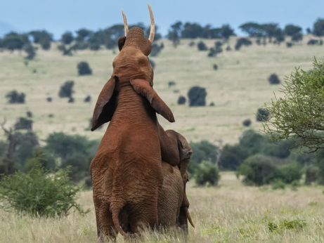 Comportamento homossexual entre animais é subnotificado na ciência, diz estudo