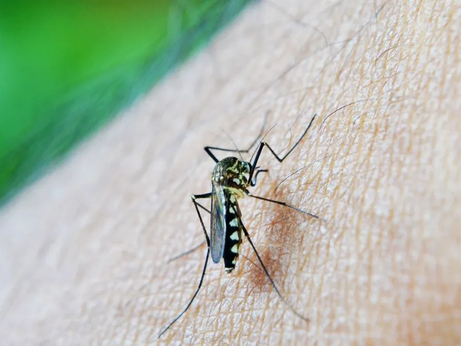 Vacina contra chikungunya vai ajudar no controle dos casos, diz infectologista