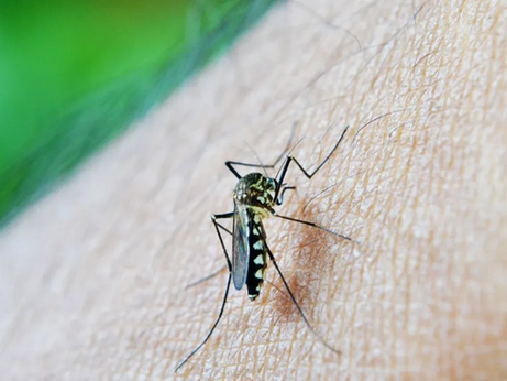 Dengue: quais são os principais grupos de risco para quadros graves?