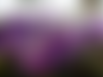 Plantas com flores sobreviveram à catástrofe que matou dinossauros, diz estudo