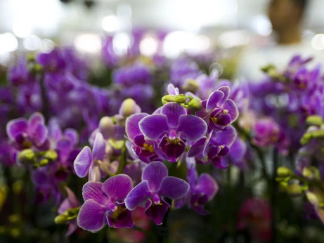 Plantas com flores sobreviveram à catástrofe que matou dinossauros, diz estudo