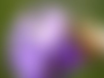 Abelhas podem detectar câncer de pulmão pelo olfato, segundo estudo