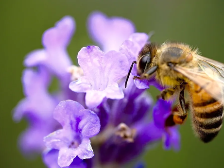 Abelhas podem detectar câncer de pulmão pelo olfato, segundo estudo