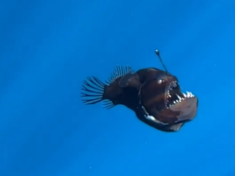 Peixe “diabo negro” na superfície: quais motivos fariam o animal subir