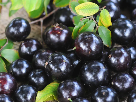 Casca da jabuticaba reduz inflamação e glicemia em quem tem síndrome metabólica