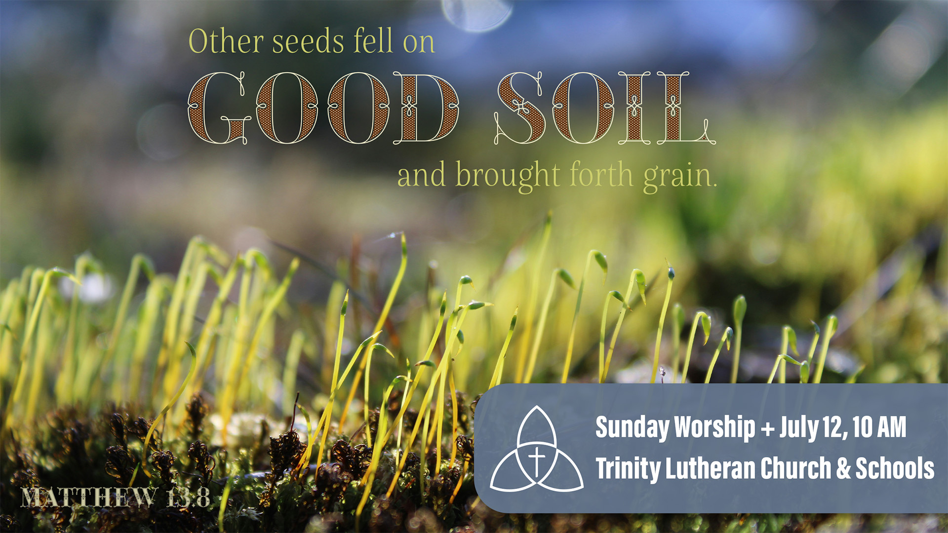 Seventh Sunday after Pentecost