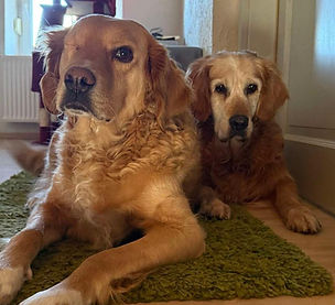 Teddy und bella 2.jpg