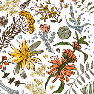 Digital illustration showing plants native to the Karoo and South African landscape
