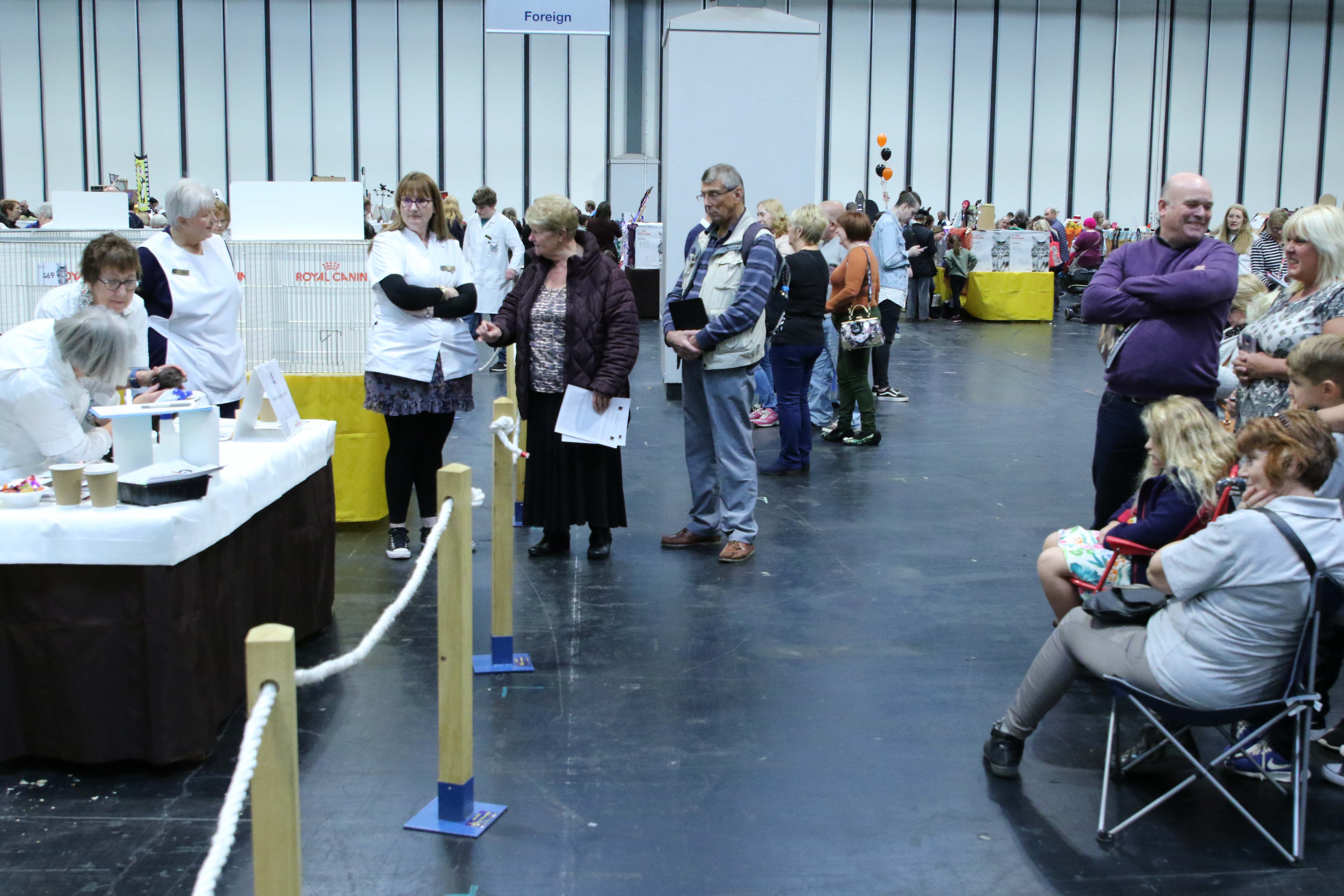 Watching kitten judging