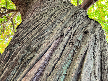 🌿 Autumn Weekends in the Forest of Dean