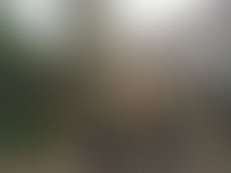 Spring Weekends in the Forest of Dean